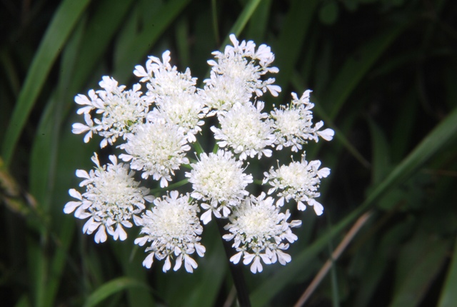 Apiacea - Oenanthe silaifolia